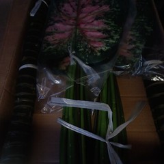 Set Of 2 5 Foot Giant Artificial Silk Caladium Bushes Pink Red Green